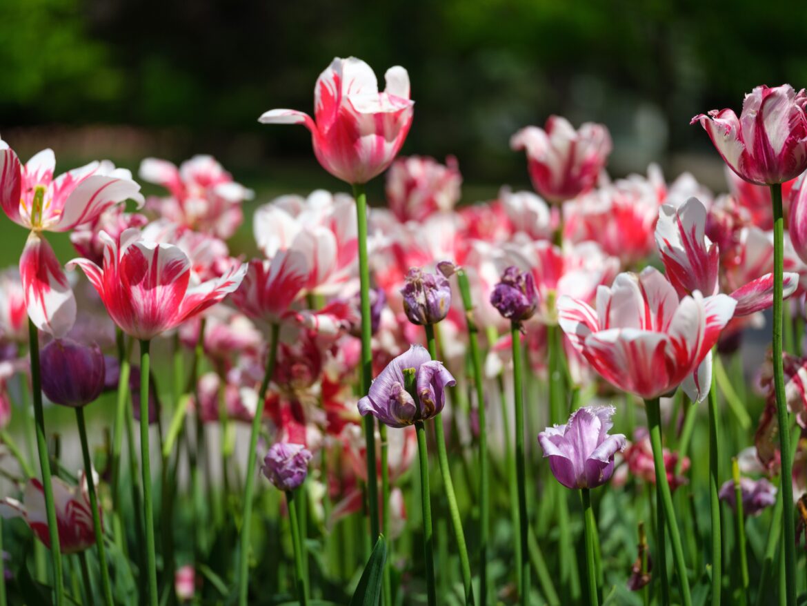 Photograph of garden tulips in bloom