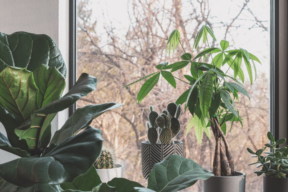 Potted plants by window
