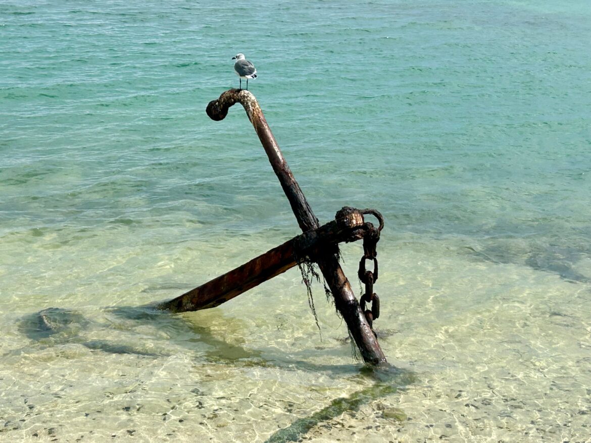 Seagull perched on rusty anchor by clear sea