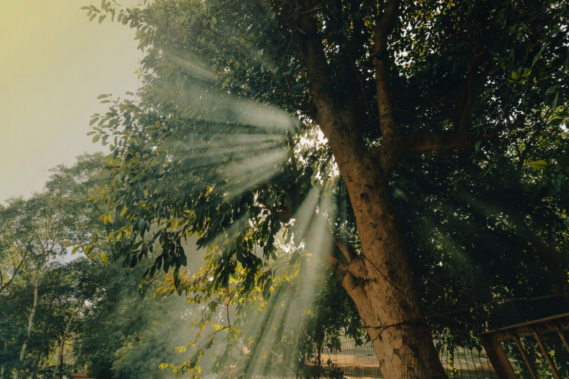 Sunbeams over trees at sunset